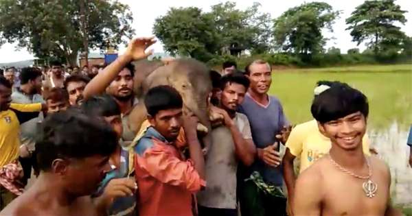 100公斤重小象倒在地上急需救援　村民霸氣扛起牠：我們來救你了