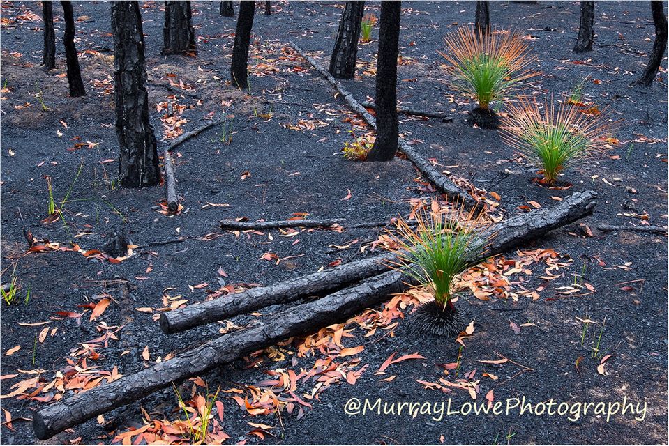 好消息！澳洲「超級大火」終於受控制　消防部門：下週大雨森林冒新芽