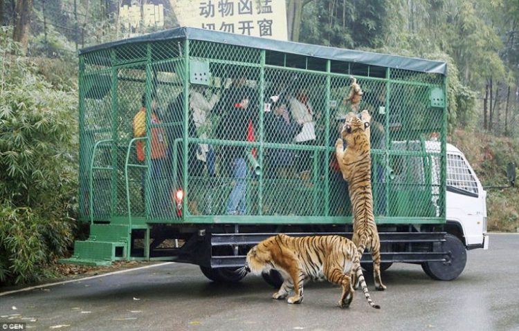 動物園「把遊客通通關進籠子」　另類體驗「被猛獸參觀」獲網讚好