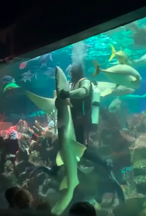 潛水員「拉鯊魚手手」貼身甜蜜熱舞　水族箱外觀眾看呆：太閃了吧！
