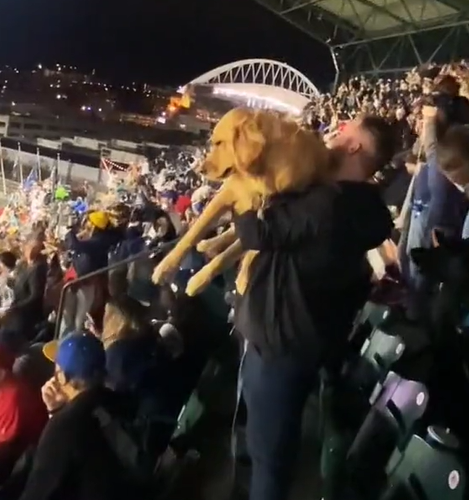 球場響起《獅子王》音樂！　所有球迷「舉起狗狗」超歡樂：小辛巴在此～