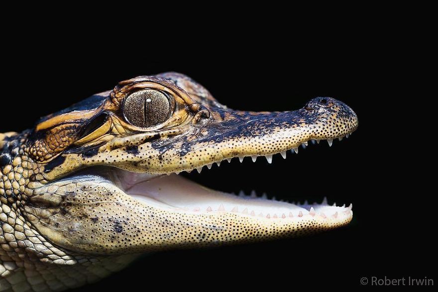 「鱷魚先生」的兒子未來將會是獲獎無數的攝影大師，這些他拍下的照片就是最好的證明！