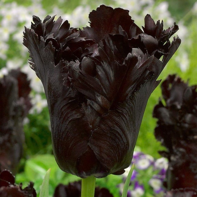 黑色控的愛！　23種風格獨特的「黑色系植物」：花園都變成了水墨風格