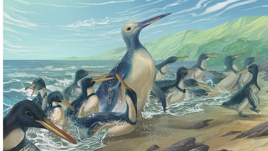 超巨型「企鵝化石」出土！　5000萬年前「身軀超壯碩」：體重重達150公斤