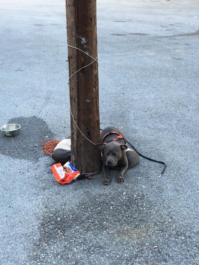 狗狗套上牽繩以為是去散步，主人卻把牠「丟在電線桿旁」…牠獲救後表情完全不一樣！