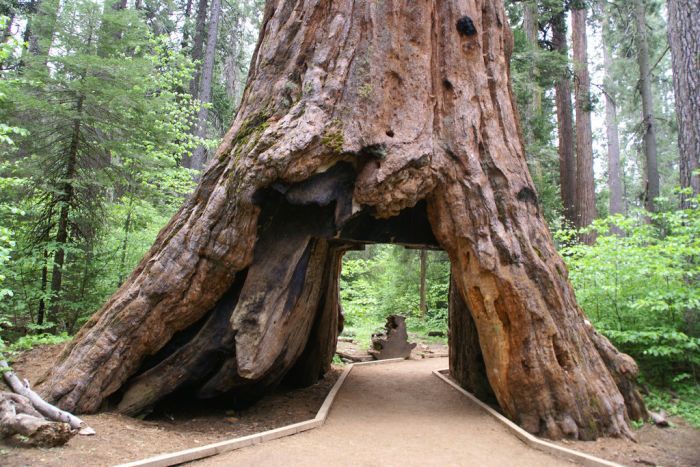 這顆1000歲的老樹「被人類在中間挖了一個大洞」，130年後現場的畫面讓所有人都心碎自責！