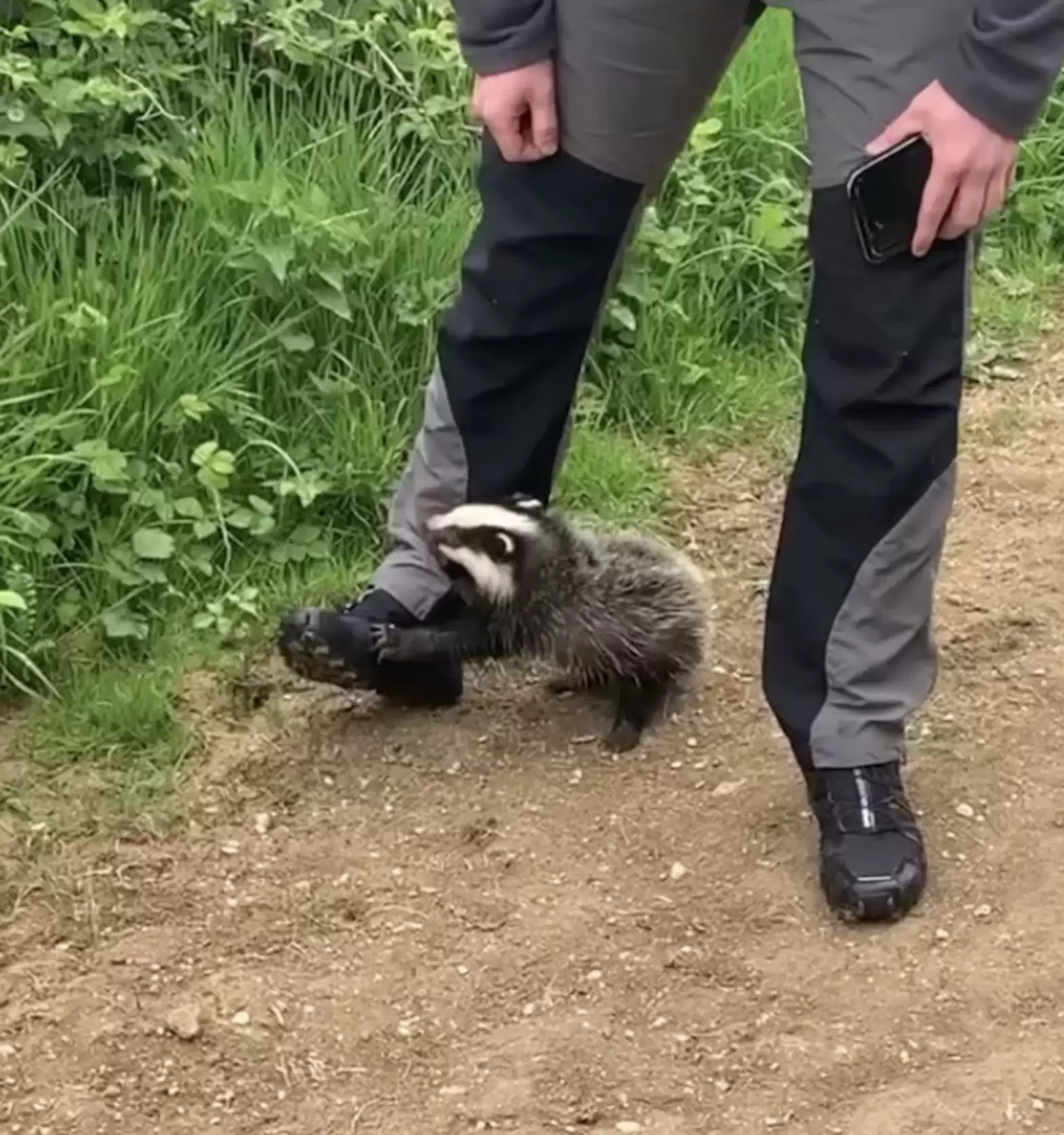 公園偶遇獾寶寶！超可愛「拉褲管不讓走」　專家：牠在求救