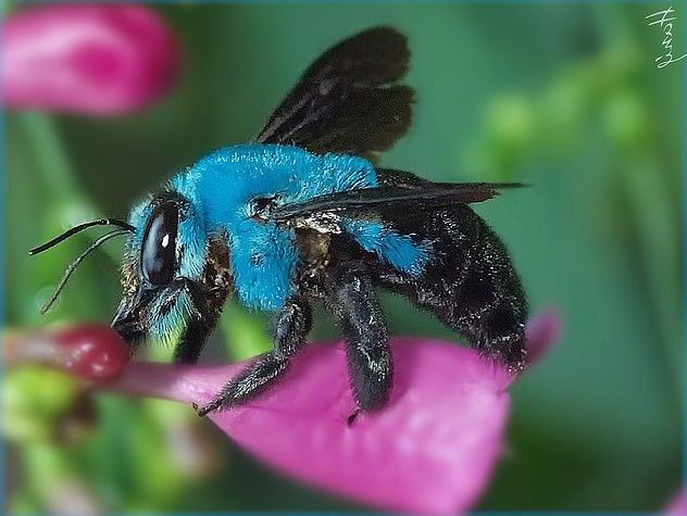 沒見過黃色以外的！罕見蜜蜂「穿藍色毛衣」毛絨絨　翅膀閃耀光芒超夢幻♡