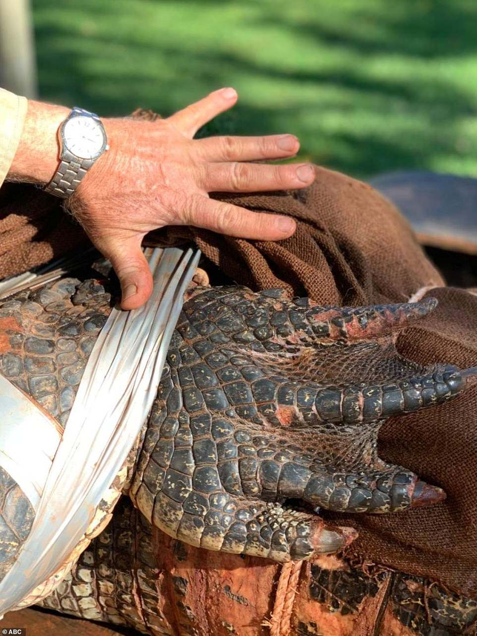 根本史前生物！公園水池裡發現「350kg巨鱷」　捕獲後長度等於一輛車！
