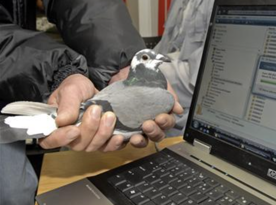 不要小看鴿！南非實測「飛鴿傳檔」　竟快過當地網路