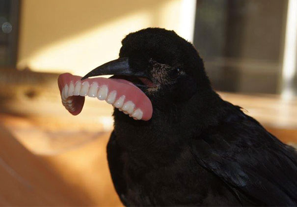 烏鴉根本是動物界裡最狂的流氓　看到「屁屁」還會有忍不住的怪癖