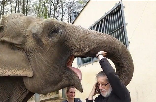 離別35年！　「小象」與飼育員重逢　牠熱情依偎撒嬌：怎麼現在才來看我！
