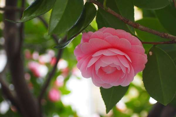 日本公園發現「少女茶花」完美到不可思議　全球網友驚嘆：日本連花都這麼精緻！