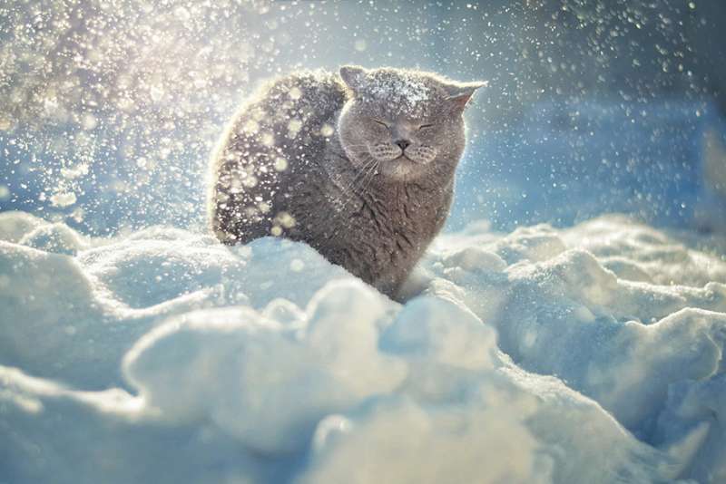 感覺進入了納尼亞王國！　19張「冬天才有機會看到」的奇幻冰雪動物照片