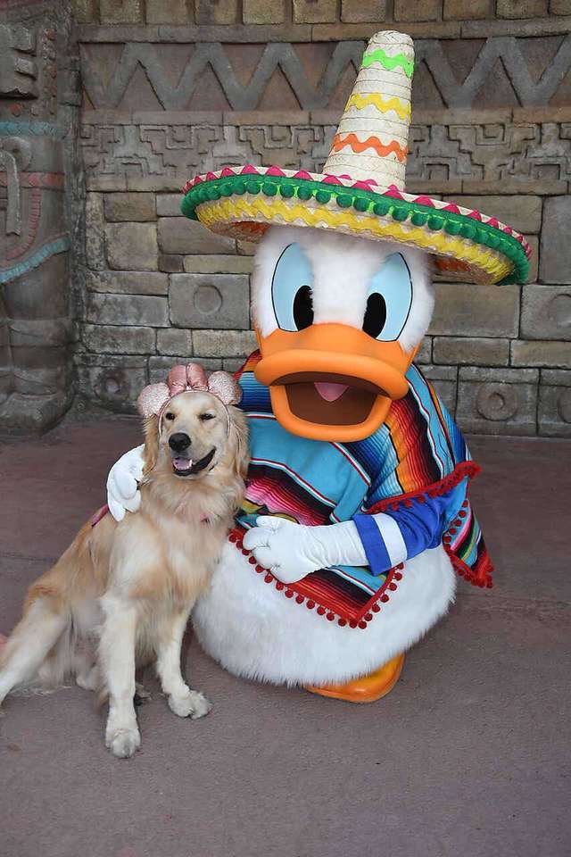 去迪士尼樂園遇到偶像唐老鴨　工作犬鑽懷裡撒嬌不肯走：再抱抱我吧