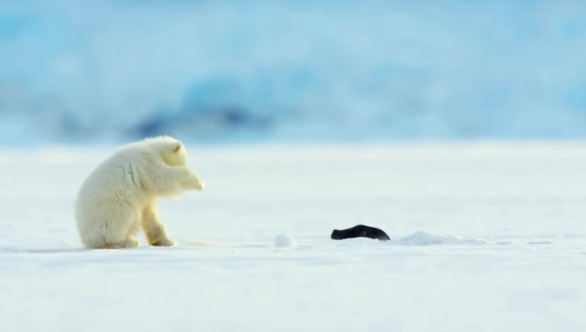 北極熊寶寶玩雪自嗨！突遇小海豹「冒出說Hi」　牠驚訝栽倒：奈A有郎～
