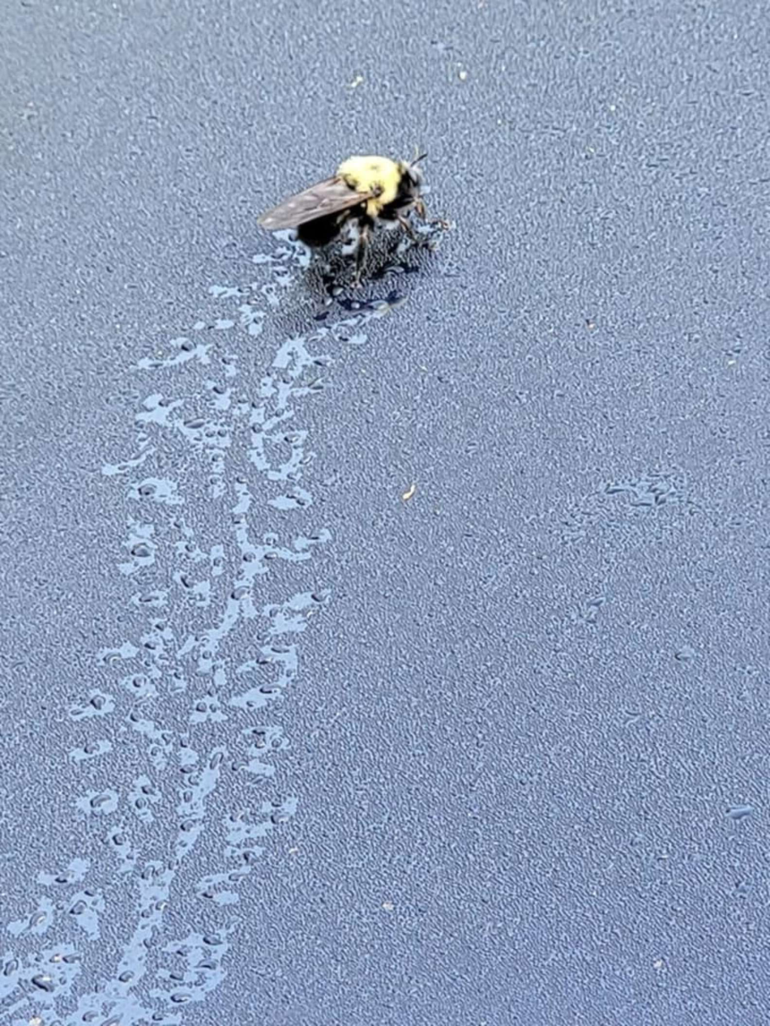 我路過！清晨大黃蜂爬過車窗　踩著露珠「留下一串小腳印」她驚喜拍下：要去哪～