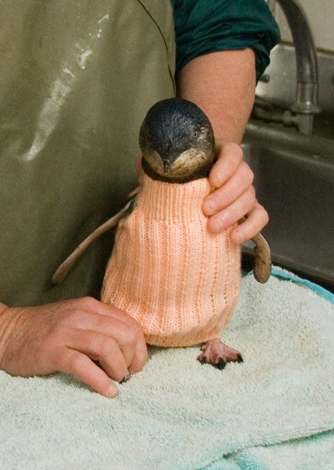 是走伸展台嗎？　109歲人瑞阿公「為企鵝織花俏毛衣」：保護牠們不受傷