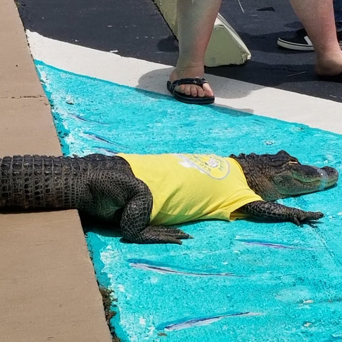 不停揉眼！路人男見「穿T恤的鱷魚」被抱進店　當地人淡定解釋：是寵物啦～