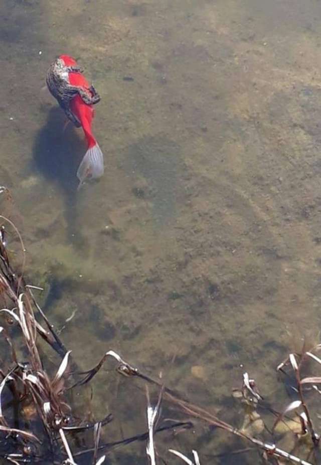 自然界也有「水中Uber」　一隻青蛙抱緊金魚渡河　畫面太奇特秒瘋傳