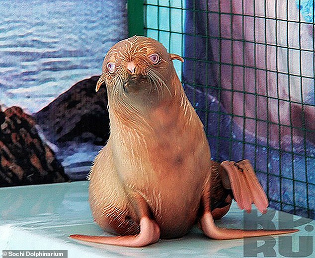 超級稀有種！「金毛粉鰭藍眼」海狗出沒　科學家可能會介入其交友