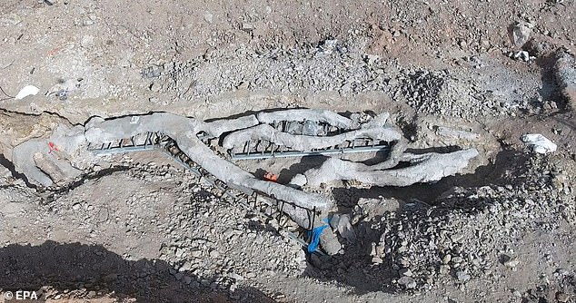 奇蹟被保存！修路發現2000萬年「古化石樹」　18米「完封不動」連樹枝都還在