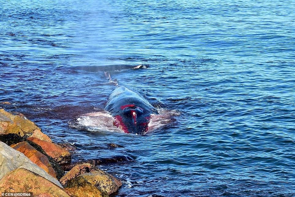 鯨魚流著血闖進淺水區求人類幫助　救援人員一趕到卻只能說：對不起…