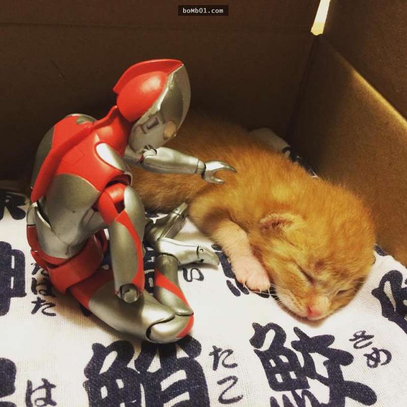 日本網友把小貓咪撿回家後派出鹹蛋超人守護，一段時間後拍下的生活照讓大家都覺得超暖心的！