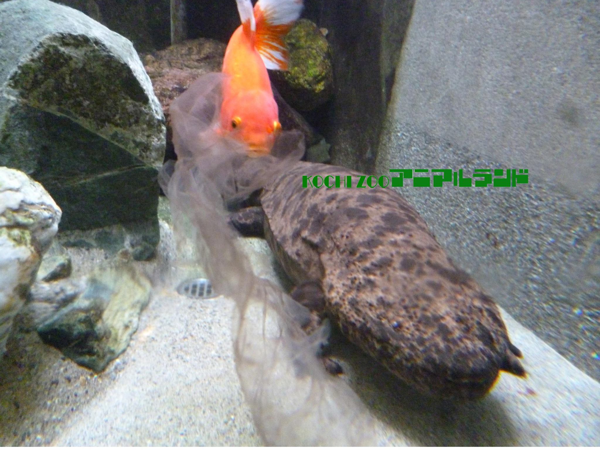 進化「鯉魚王」！小金魚博命6年一直不給山椒魚吃掉，直到到對方死掉牠的傳奇事蹟連園方也服了！