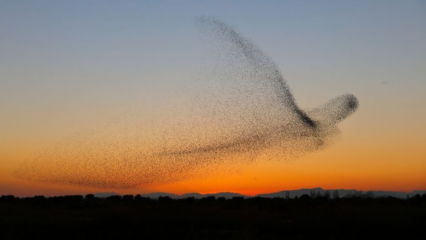 巧合還是刻意？攝影師苦守多天拍下「椋鳥群飛」　形成壯觀巨物掠過天際線