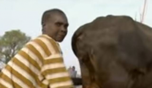 這個非洲男子抱緊一隻牛然後「吹牠的菊花」，幾秒後他的神奇收穫讓大家都不敢相信！