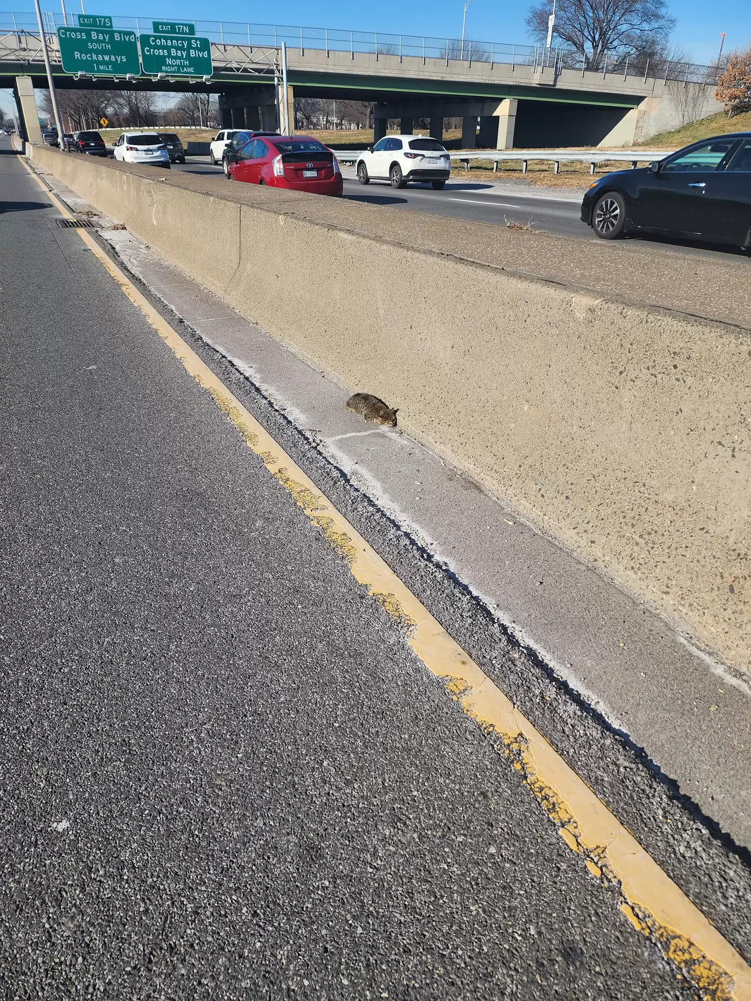 高速公路旁驚見「一條海參」嚇到動不了！　好心人果斷停車「捕獲回家」