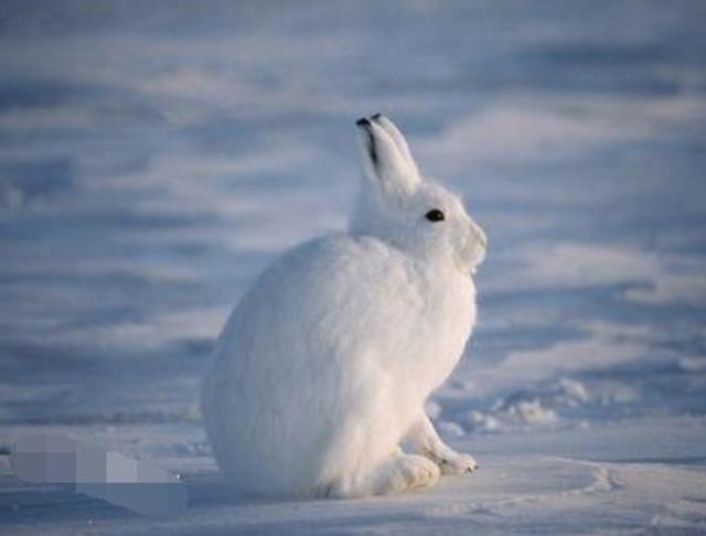 脖子失蹤？圓呼呼「北極兔」神似雪球　一站起來「逆天長腿」超驚人
