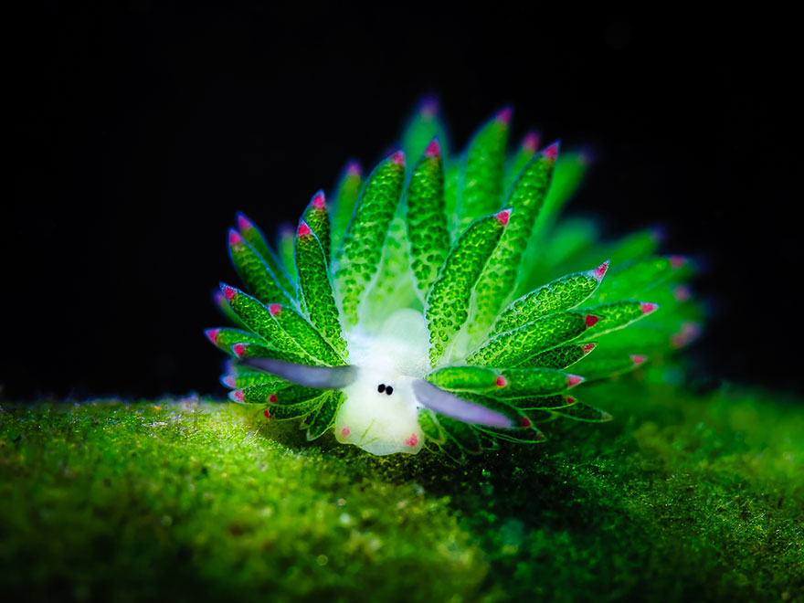 小眼超無辜！科學家發現「海底羊咩咩」　努力吃藻類當「世界唯一光合作用的動物」