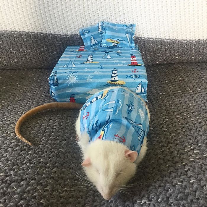 世上最受寵的鼠！主人特製療癒小床　還有成套睡衣「變身小精靈」