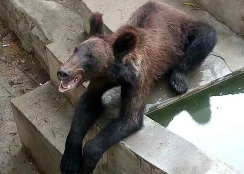 中國動物園把一隻大棕熊養到變成皮包骨的大狗，遭到質疑後園方竟然還敢說「很正常啊」！