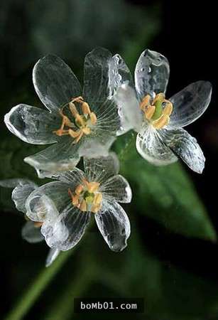她在深山發現這些「小白花」時完全不覺得有什麼特別，但下雨後一回神細看…花竟然消失了啊？！