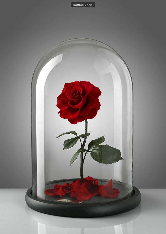 現實世界驚現《美女與野獸》很需要的「3年不凋謝玫瑰」，買這個送女友她絕對會愛死你！