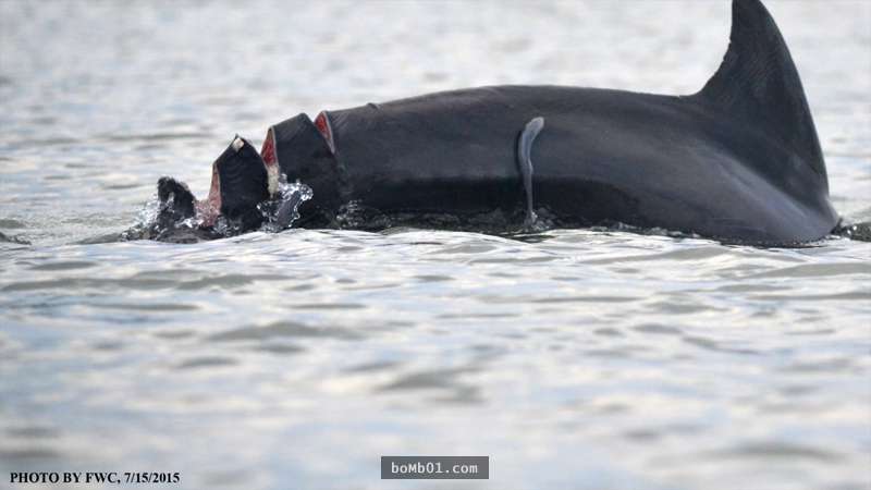 這隻海豚「遭到割傷留下10公分傷口」，但是1年後…大家都驚見海豚神一般的自癒能力！