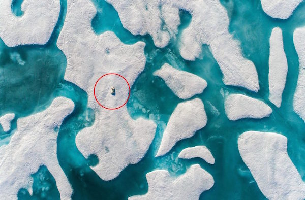 你能找出照片中哪裡有「北極熊」嗎？鏡頭拉近後…網友看了心超痛啊！