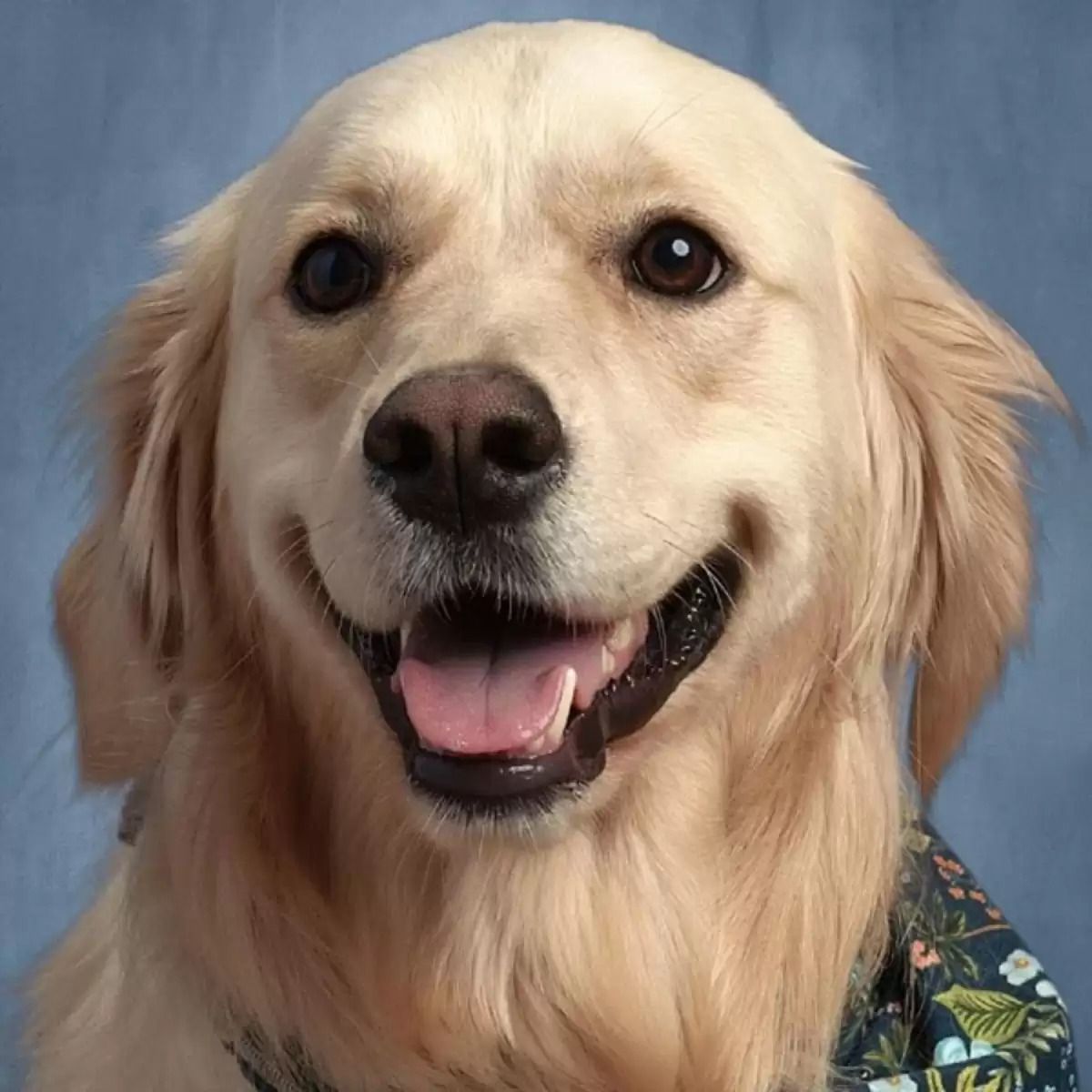 創校紀錄！學校治療犬「也拍畢業紀念照」　牠得知嘴角咧「45度角微笑」：太完美～