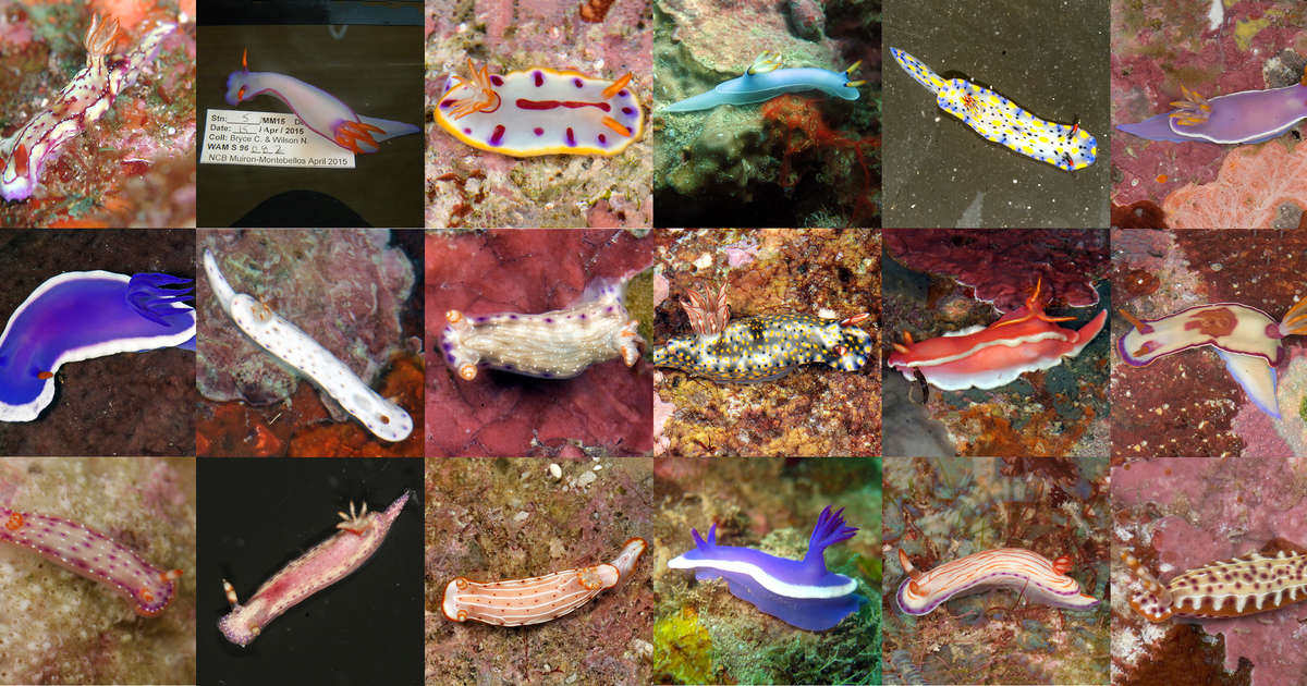 全都沒有看過　科學家又發現超多的「顏色鮮豔海洋生物」
