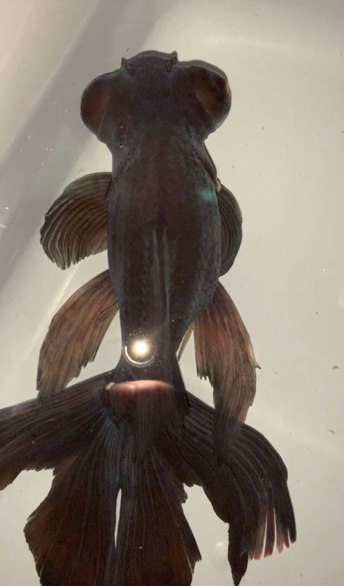 10歲金魚被丟掉「全身黑化」沒活力　她帶回去照顧：養出完全不同的魚～