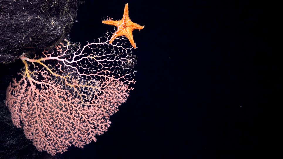 沒被看見所以隨便長長！　科學家發現「新的深海6物種」：超現實主義長相