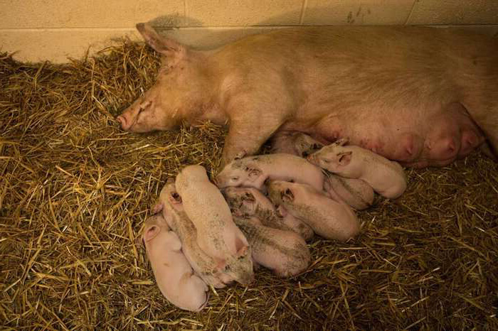 不忍孩子同樣命運！懷孕母豬「逃離養殖場」　躲樹林產下9隻寶寶：媽媽會保護你們