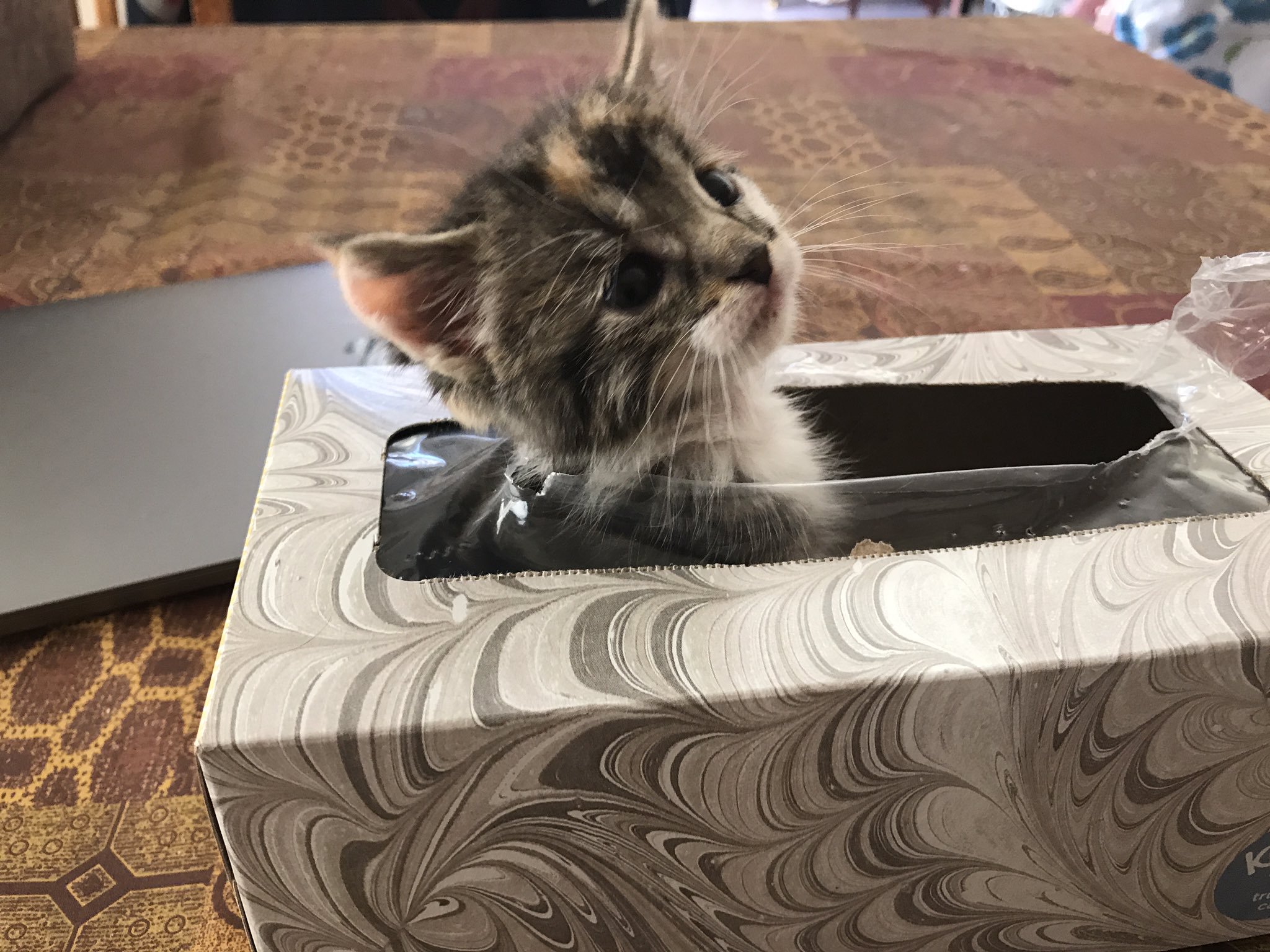 小貓在家裡不見了…主人找1小時竟發現躲面紙盒　牠一臉納悶：你找我嗎？