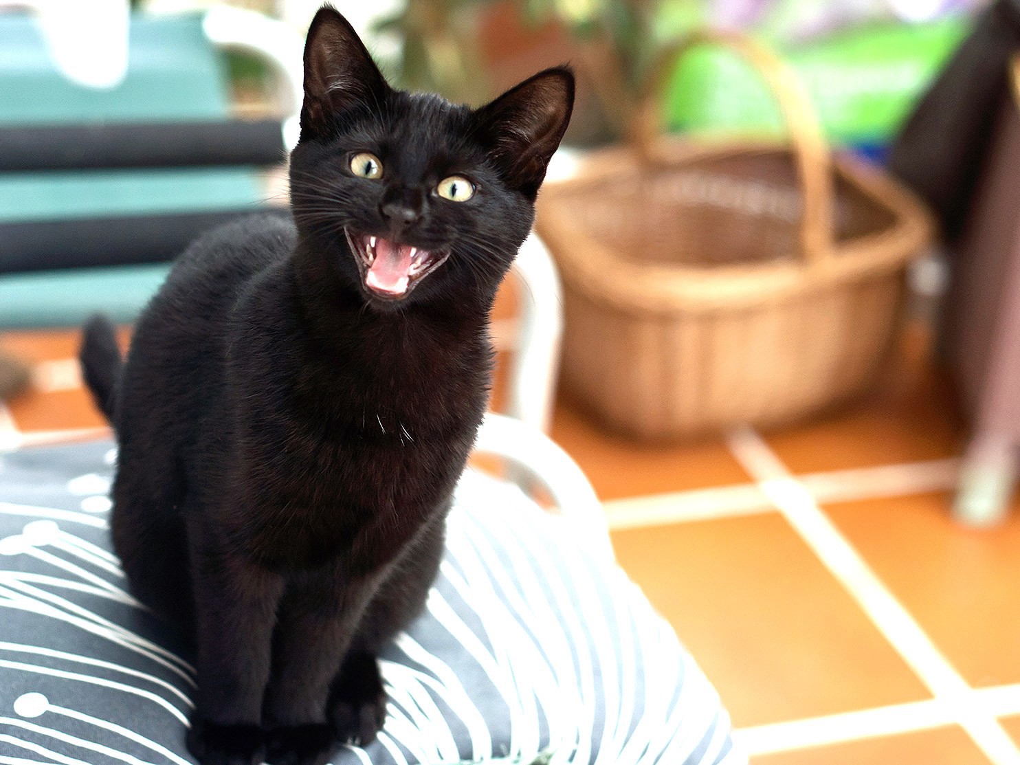 貓咪張嘴卻不發聲？　「無聲喵喵叫」其實是在撒嬌：代表牠真的超愛你！