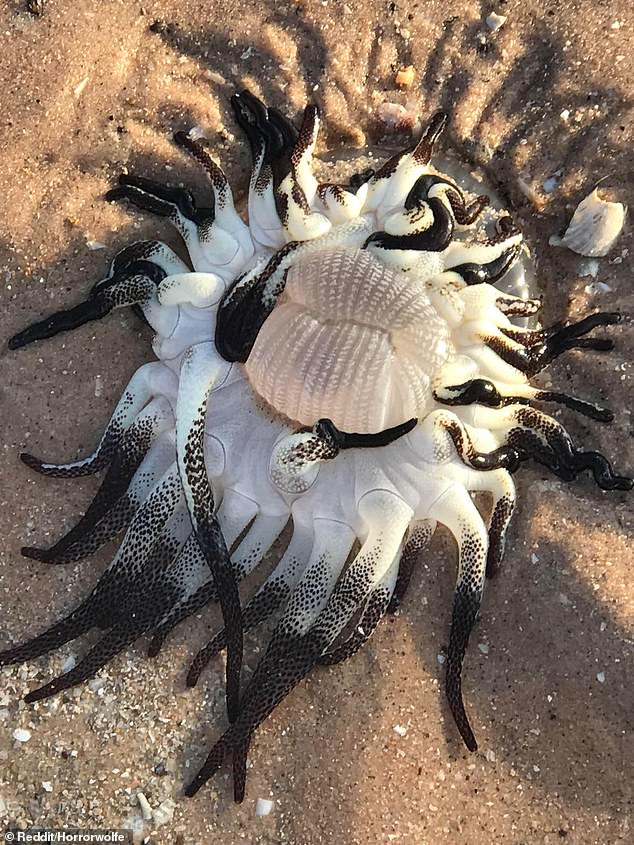 澳洲海灘出現「外星生物」？　一碰牠的觸鬚就會痛苦好幾個月