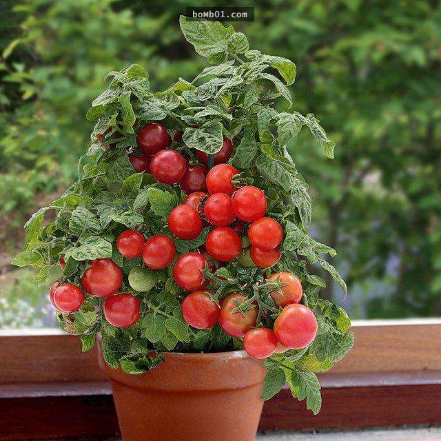 這就是在家裡輕鬆種出整株番茄的方法，只要使用這個「秘密武器」施肥就會讓你有採收不完的香甜果實！
