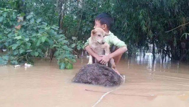 洪水淹沒家園！小主人抱愛犬「石頭上等救援」　阿汪「共患難」表情超可愛